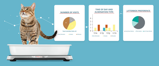 A Petivity Expert Explains: What Can Your Petivity Data Tell You?