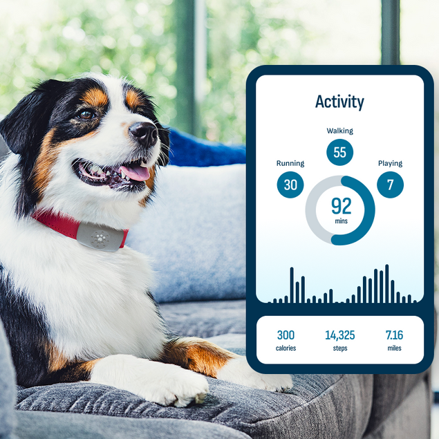 Petivity Smart GPS + Activity Tracker for Dogs