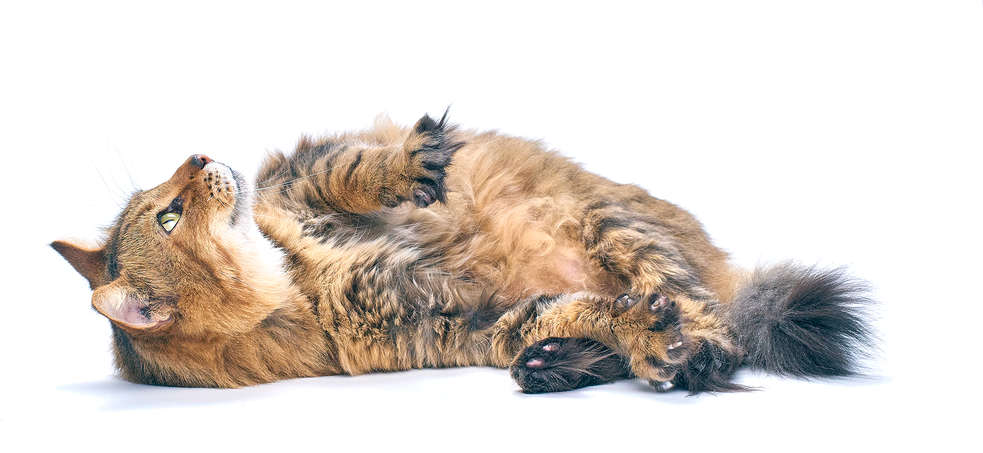 Cat on floor looking up