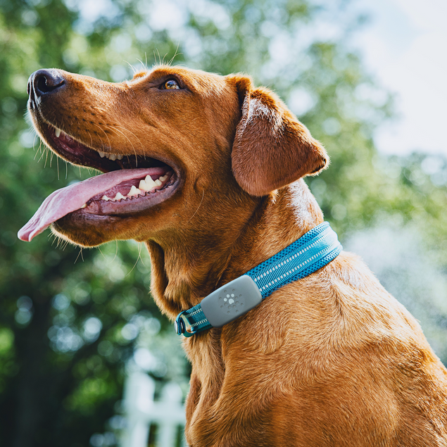 Petivity Smart GPS + Activity Tracker for Dogs