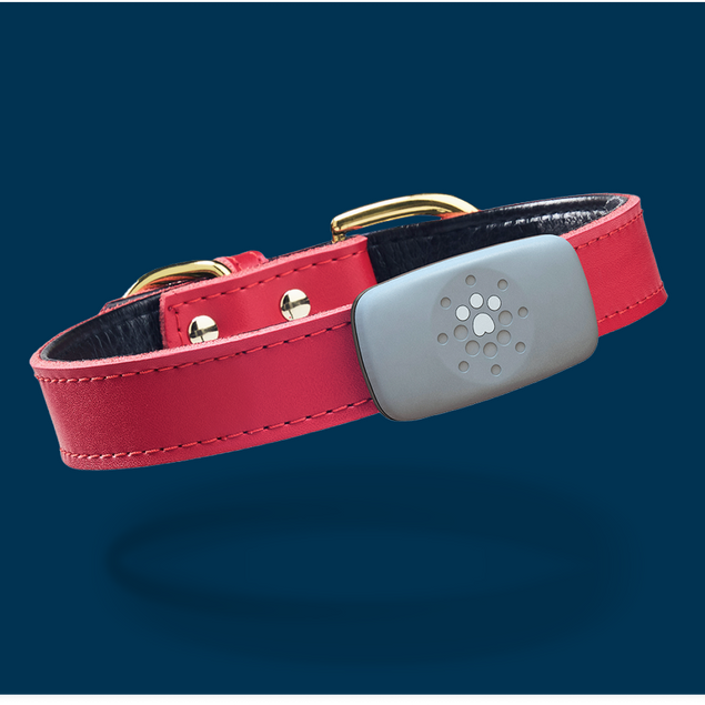Petivity Smart GPS + Activity Tracker for Dogs
