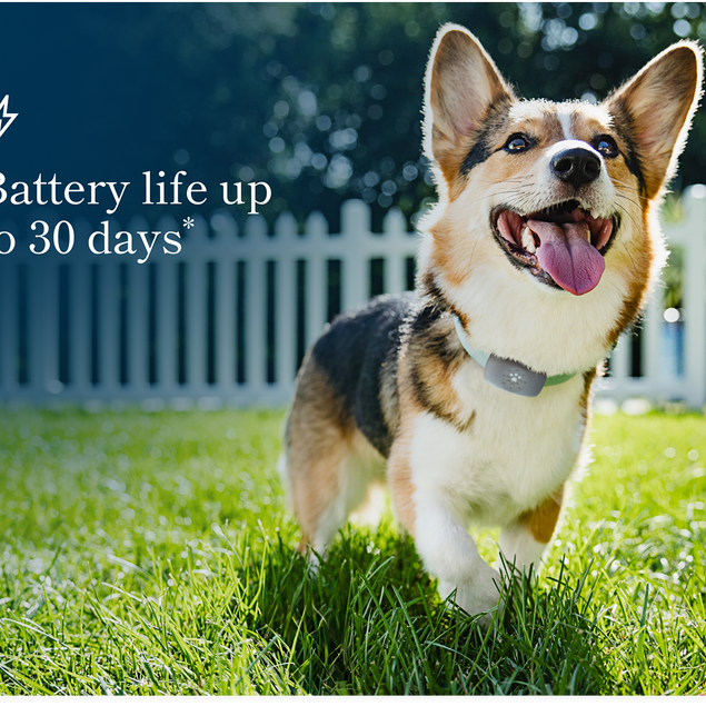 Petivity Smart GPS + Activity Tracker for Dogs