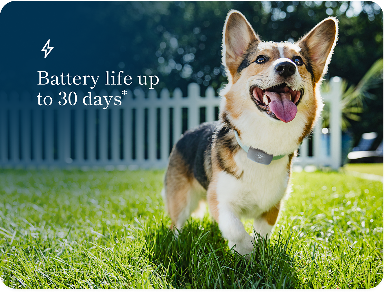 Petivity Smart GPS + Activity Tracker for Dogs