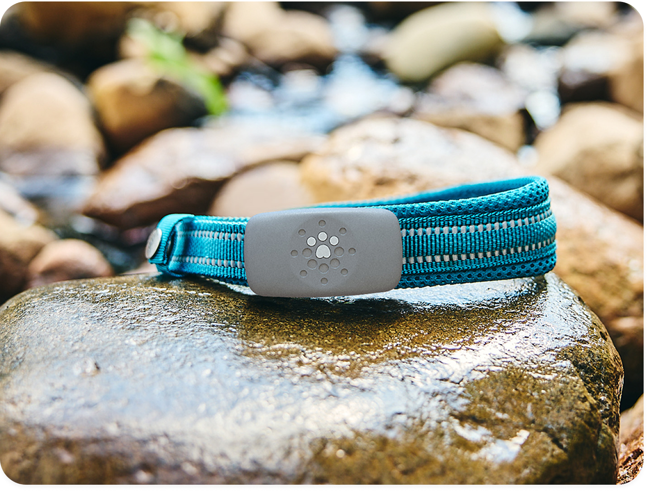 Petivity Smart GPS + Activity Tracker for Dogs