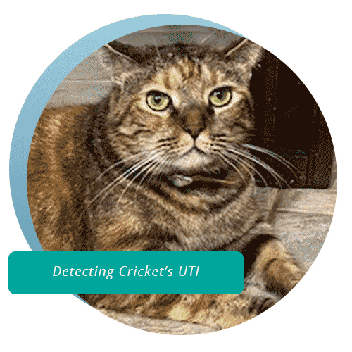 Brown striped cat looking forward with text which reads detecting Cricket's UTI