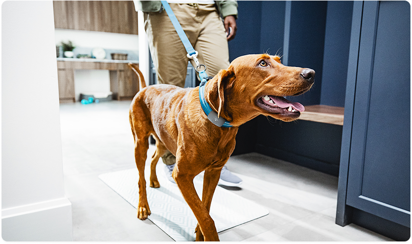 Vizsla dog on a leash wearing a blue collar with the Petivity Smart Tracker Device, standing indoors beside its owner.