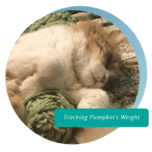 Cat sleeping with text which reads tracking pumpkin's weight