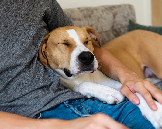 tan and white dog sleeping in person's lap