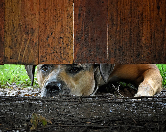 Brown and black dog peeking under fence