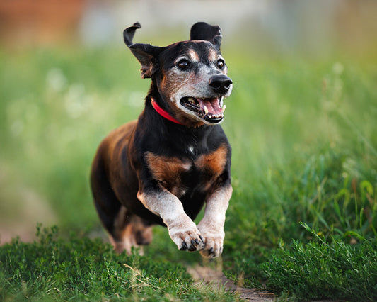 Black, brown and white dog running on grassy path
