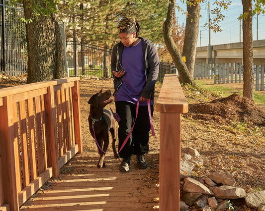 Person walking a chocolate Labrador on a leash along a wooded path.