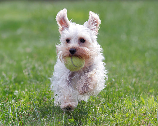 white, curly dog running through grass with a tennis ball in it's mouth