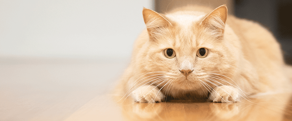 6 Steps to Help Sensitive Cats Adjust to the Smart Litter Box Monitor