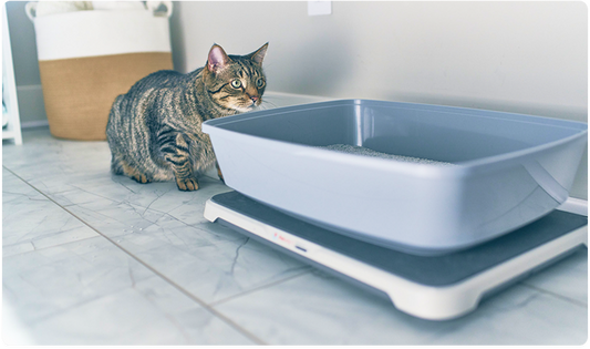 6 Steps to Help Sensitive Cats Adjust to the Smart Litter Box Monitor