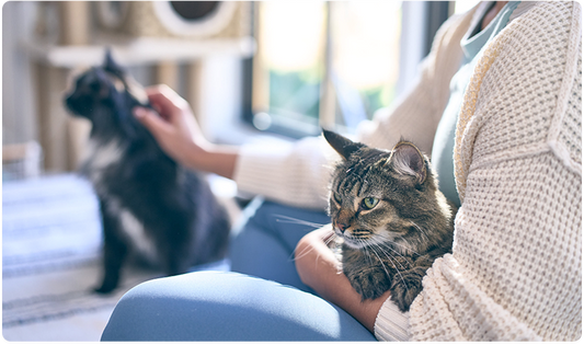 How Petivity Works with Multiple Cats