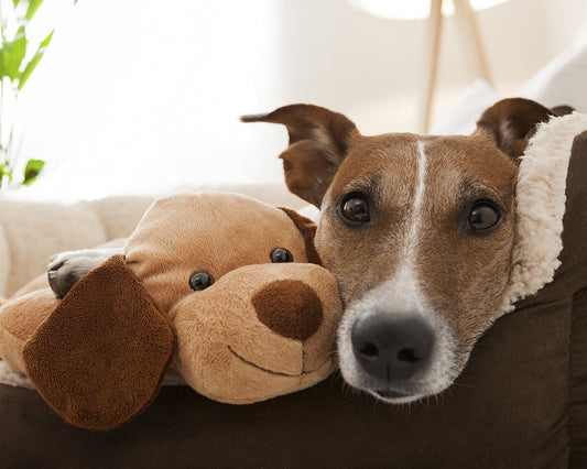 Tan and white dog laying in dog bed with stuffed dog toy