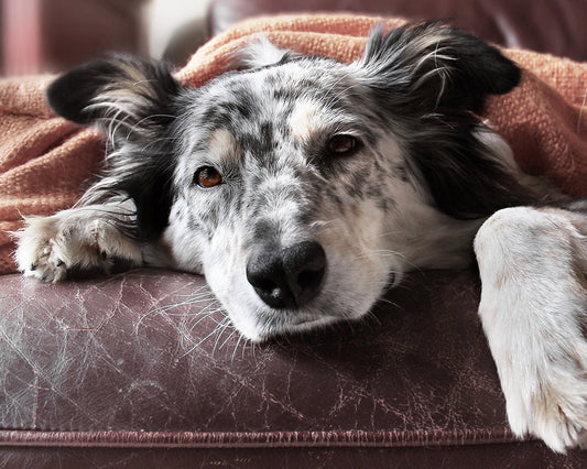 black and white dog laying on leather couch with blanket