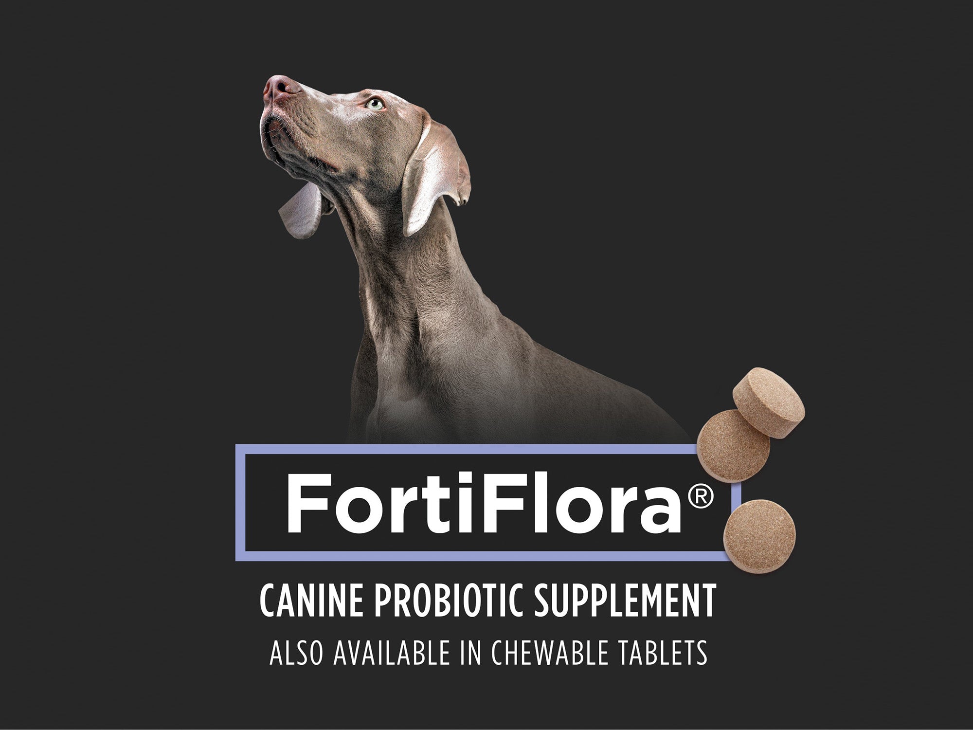 Dog looking up beside FortiFlora canine probiotic supplement tablets on dark background promoting digestive health
