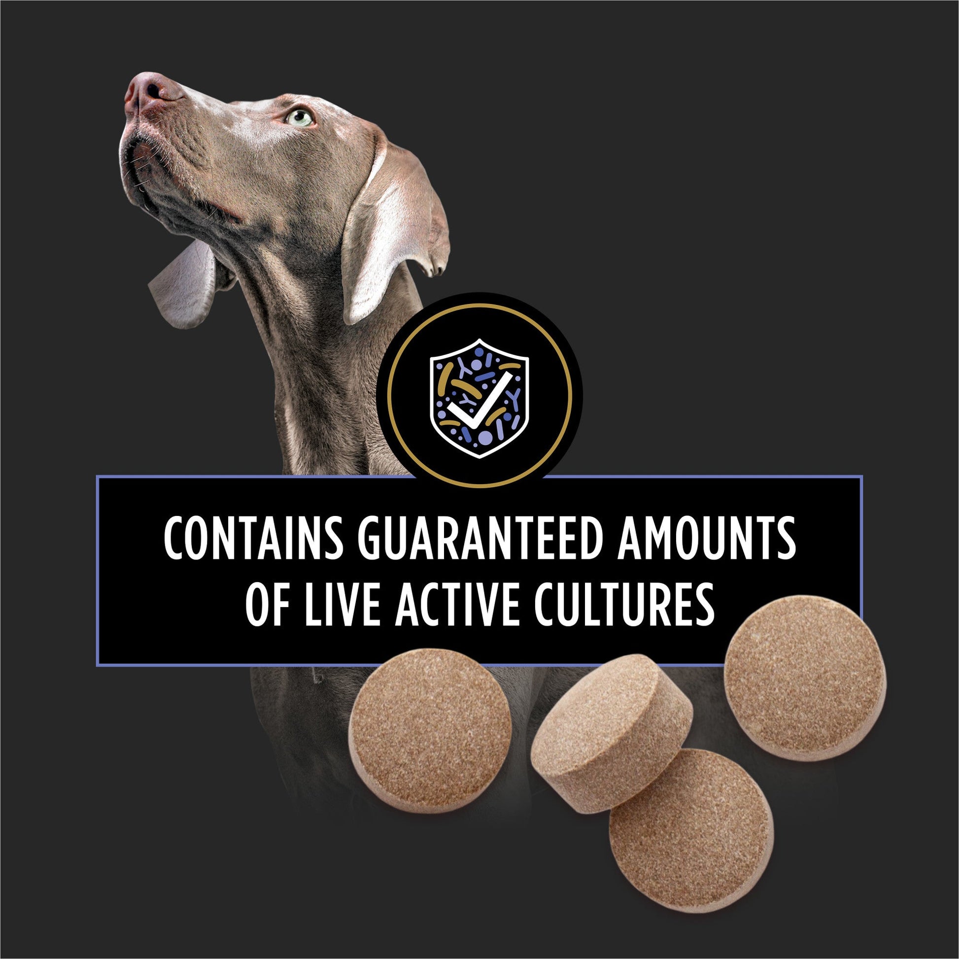 Profile of a dog looking up beside chewable probiotic supplement tablets with text about live active cultures support