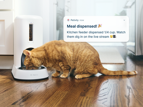 Orange cat eating from Petivity Smart Feeder for Cats with app notification showing scheduled meal dispensed