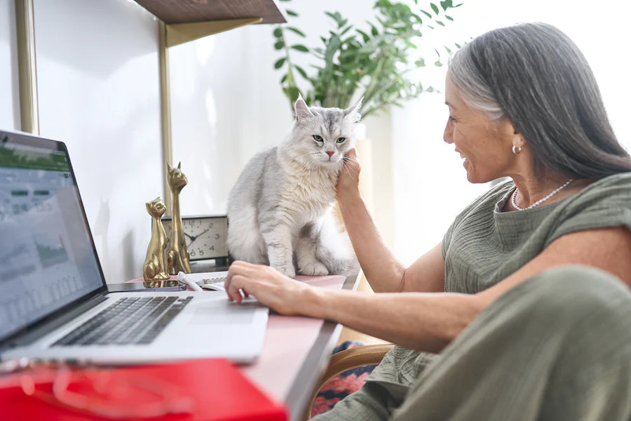 Mature woman with gray hair gently petting a white cat while sitting at a desk with an open laptop and office accessories nearby.