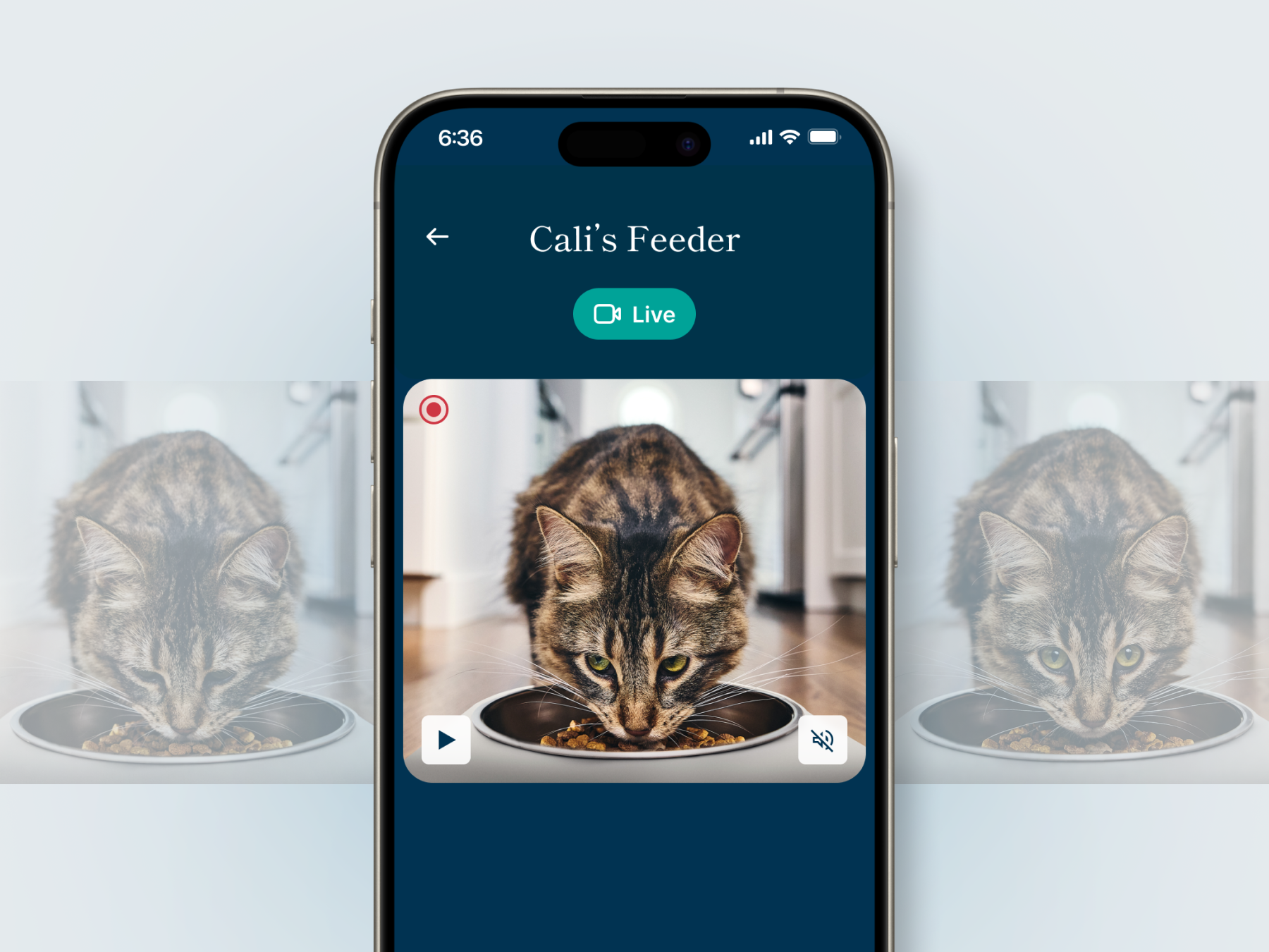 Petivity app live camera view showing cat at feeder, real-time pet monitoring from any location