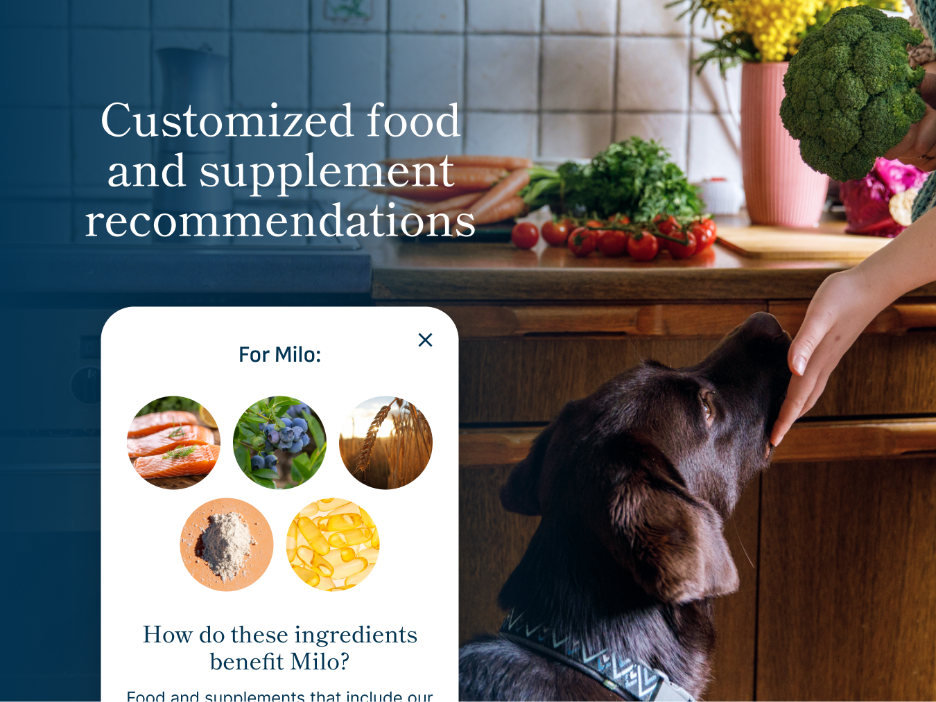 Dog is looking at a broccoli and a computer screen with food and supplement recommendations on a kitchen counter.