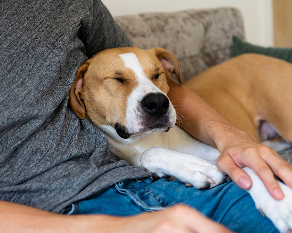 tan and white dog sleeping in person's lap