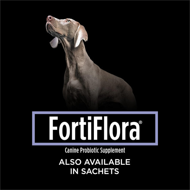 Weimaraner dog looking up against black background with FortiFlora canine probiotic supplement branding and sachets availability text