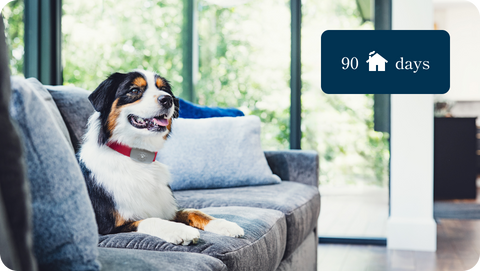 Dog sitting on a gray couch in a bright living room with a graphic indicating 90 home days next to it