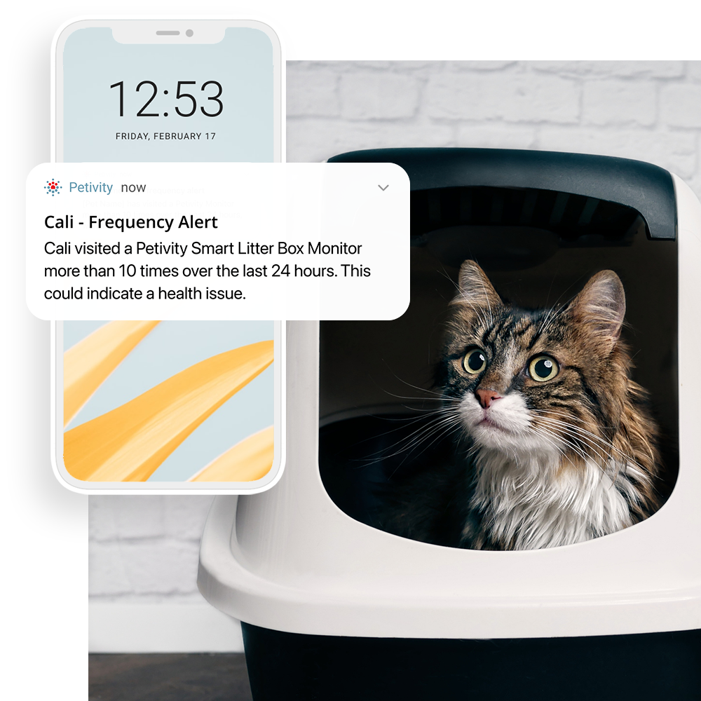 Preventative Cat Health Monitoring App Petivity Smart Litter Box