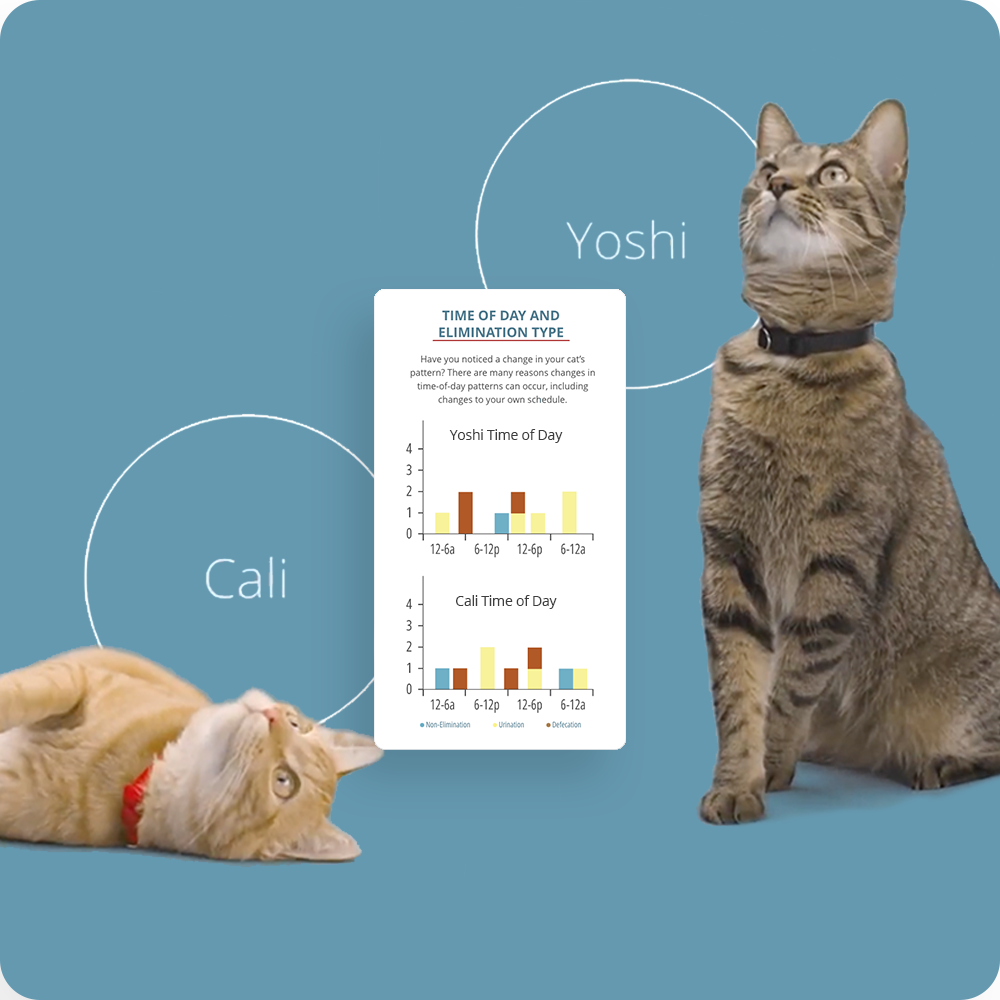 Two cats named Cali and Yoshi next to a chart showing time of day and elimination type patterns on a blue background