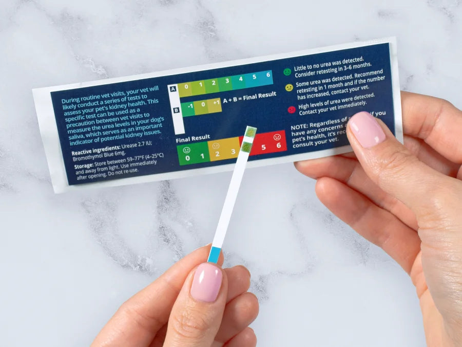 Hands holding a Petivity kidney health test strip and instruction card for dogs on a white marble surface.