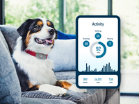 Dog wearing a smart GPS activity tracker resting on a couch with an app display showing walking, running, and playing activity stats.