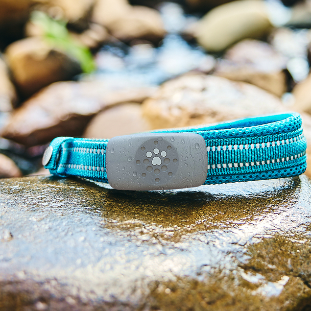 Blue dog collar with a compact GPS and activity tracker resting on a rock near a natural water setting