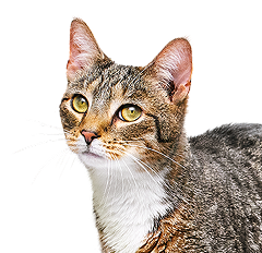 Close-up of a brown and white tabby cat with alert expression and focused yellow eyes on a transparent background.
