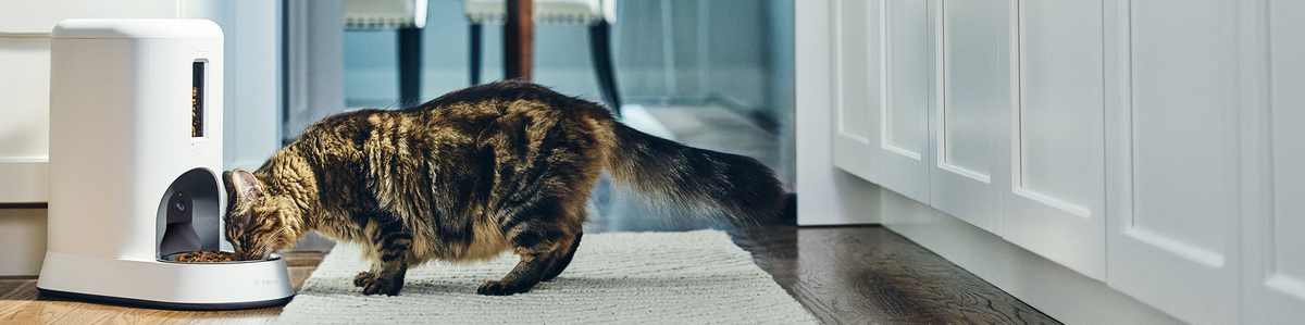 Discovery the Petivity Smart Feeder for Cats