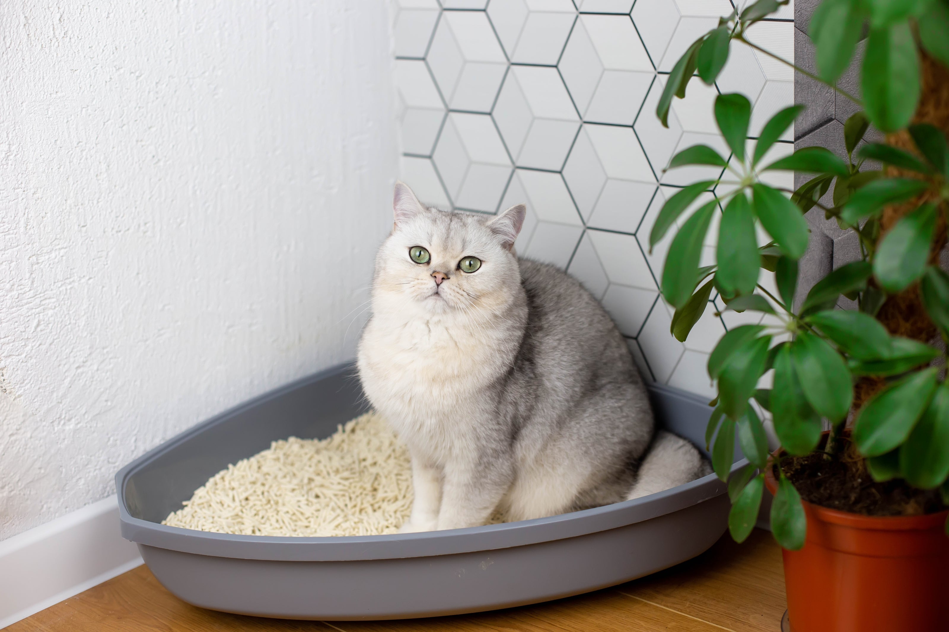 Silver and white cat sitting in a corner gray litter box with wood pellet litter near a potted green plant and geometric wall tiles