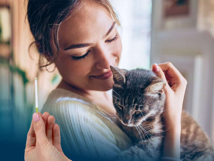Woman gently holding a gray cat while showing a small kidney health test strip for cats in a bright home setting