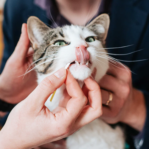 Petivity At-Home Kidney Health Test for Cats - 1CT