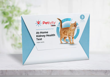 How Do Vets Test for Kidney Disease in Cats: Key Diagnostic Steps