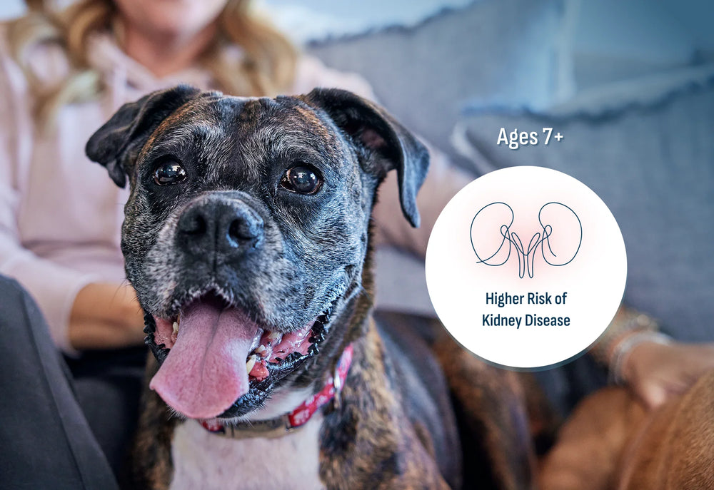 At-Home Kidney Health Test for Dogs 1-Count | Petivity