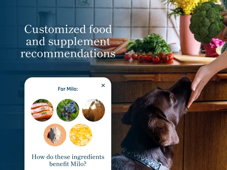 Person feeding a dog broccoli with text about customized food and supplement recommendations for pet gut health.