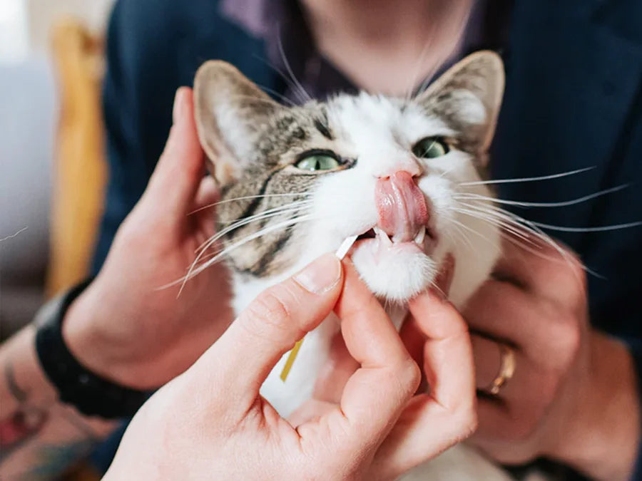 Person gently collecting saliva sample from a cat’s mouth for an at-home oral health test kit