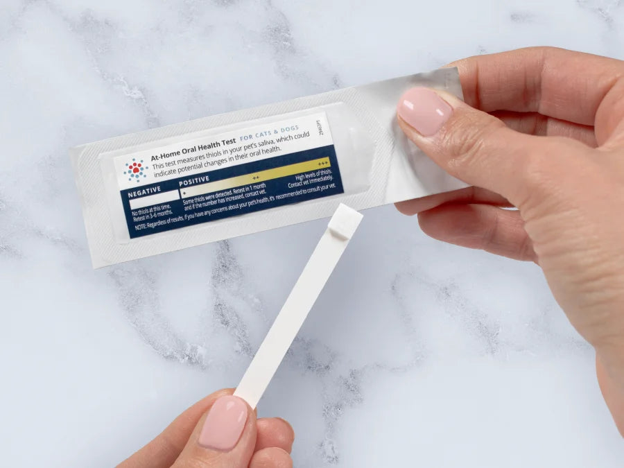 Hand holding an at-home oral health test kit for cats and dogs with test strip and instruction package on marble surface