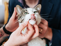 Person using an oral health test on a cat at home to monitor dental hygiene quickly and easily.