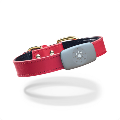 Red pet collar with the Petivity Smart Tracker on it