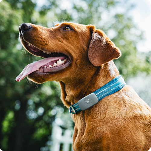 Happy brown dog wearing a blue collar with the Petivity smart tracker device