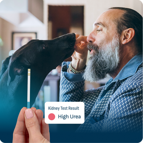 Man smiling at a Galgo dog while holding a treat near its mouth, with another hand holding a urine test strip in the foreground.