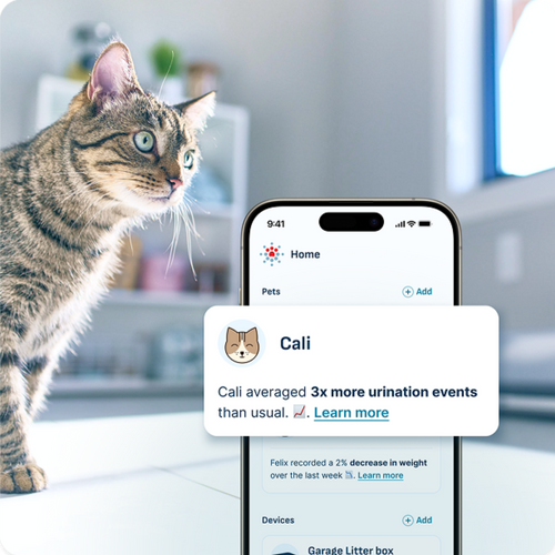 Brown tabby cat looking toward a smartphone screen displaying a notification that reads, “Cali averaged 3x more urination events than usual.”